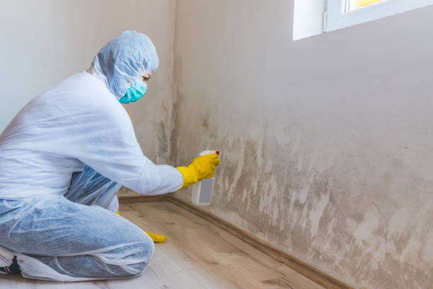 Licensed Commercial Mold Remediation service in Stokes, NC - WQB Mold Removal